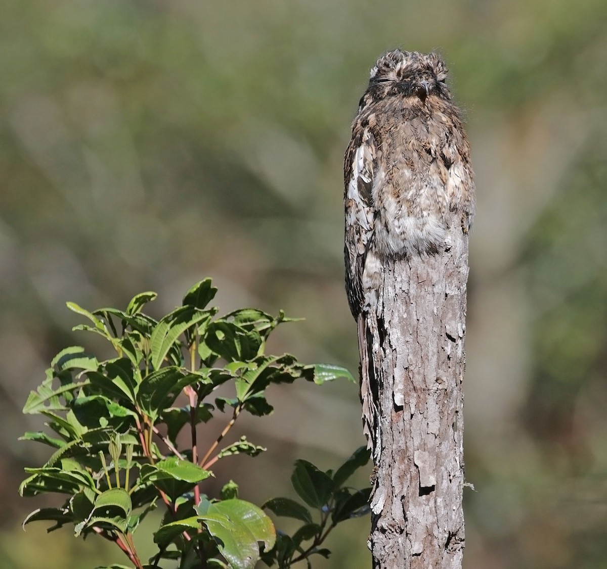 Andean Potoo - ML616362219
