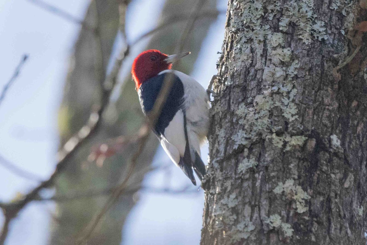 Red-headed Woodpecker - ML616362233