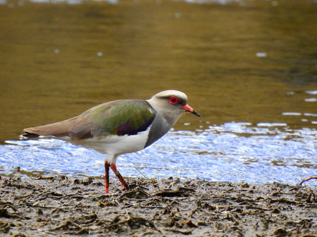 Andean Lapwing - ML616362271