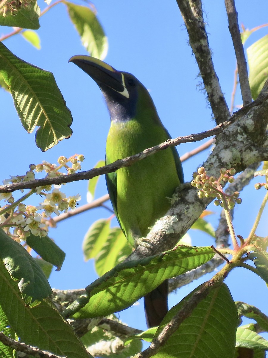 Northern Emerald-Toucanet (Blue-throated) - ML616362287