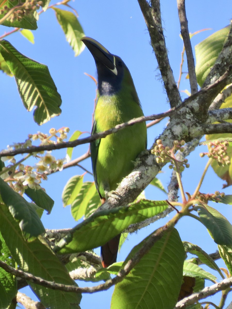 Northern Emerald-Toucanet (Blue-throated) - ML616362288