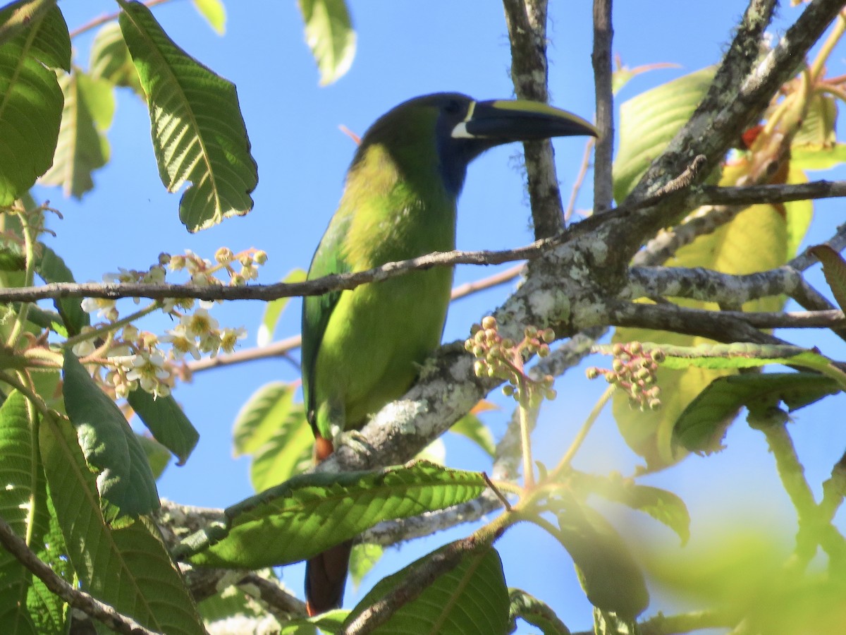 Northern Emerald-Toucanet (Blue-throated) - ML616362289