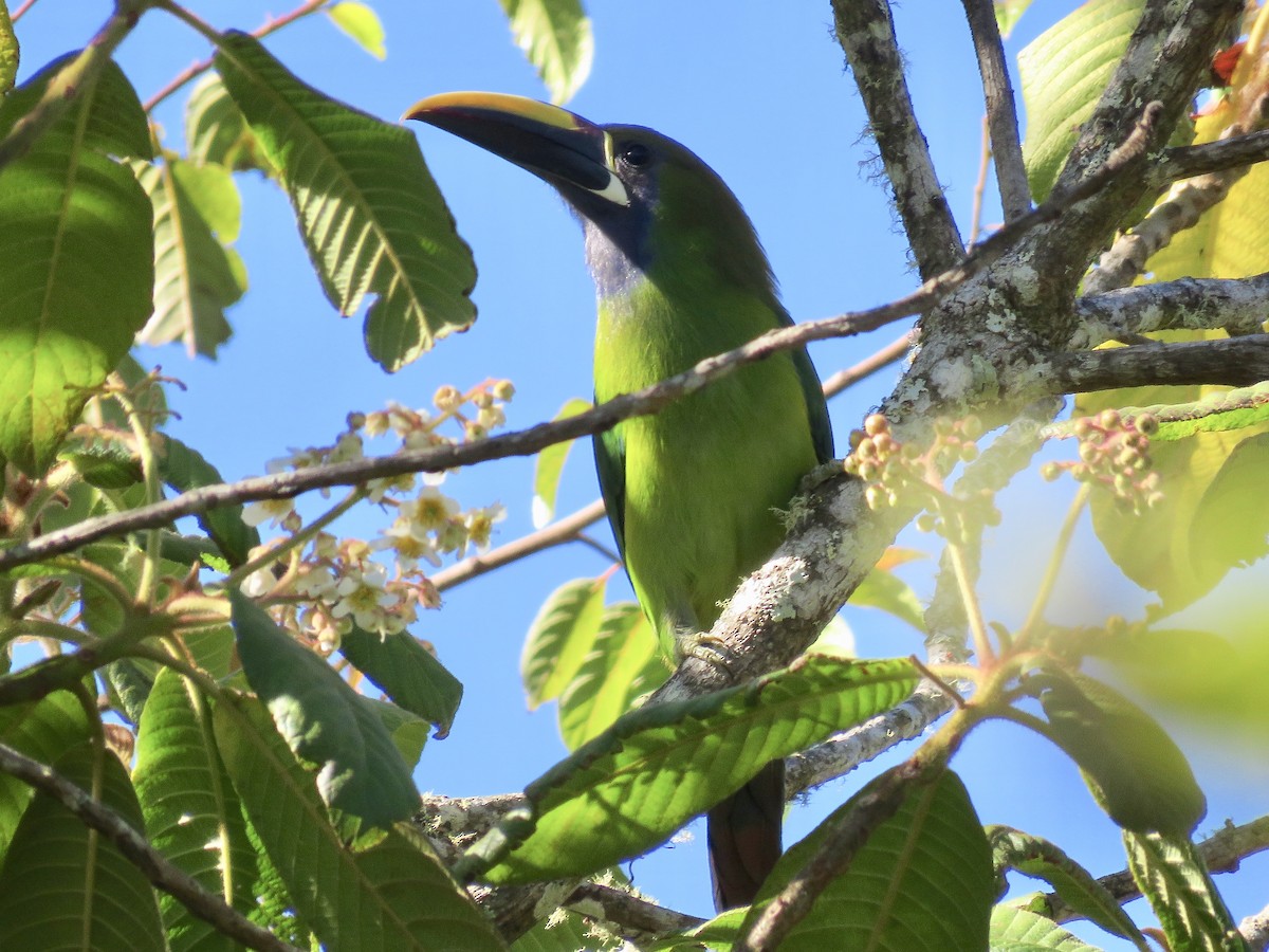 Northern Emerald-Toucanet (Blue-throated) - ML616362290