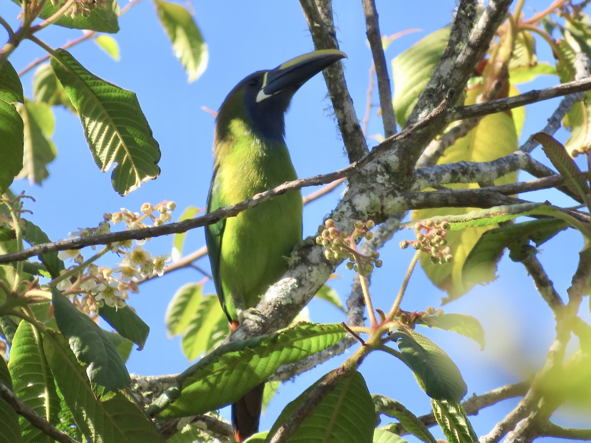 Northern Emerald-Toucanet (Blue-throated) - ML616362291