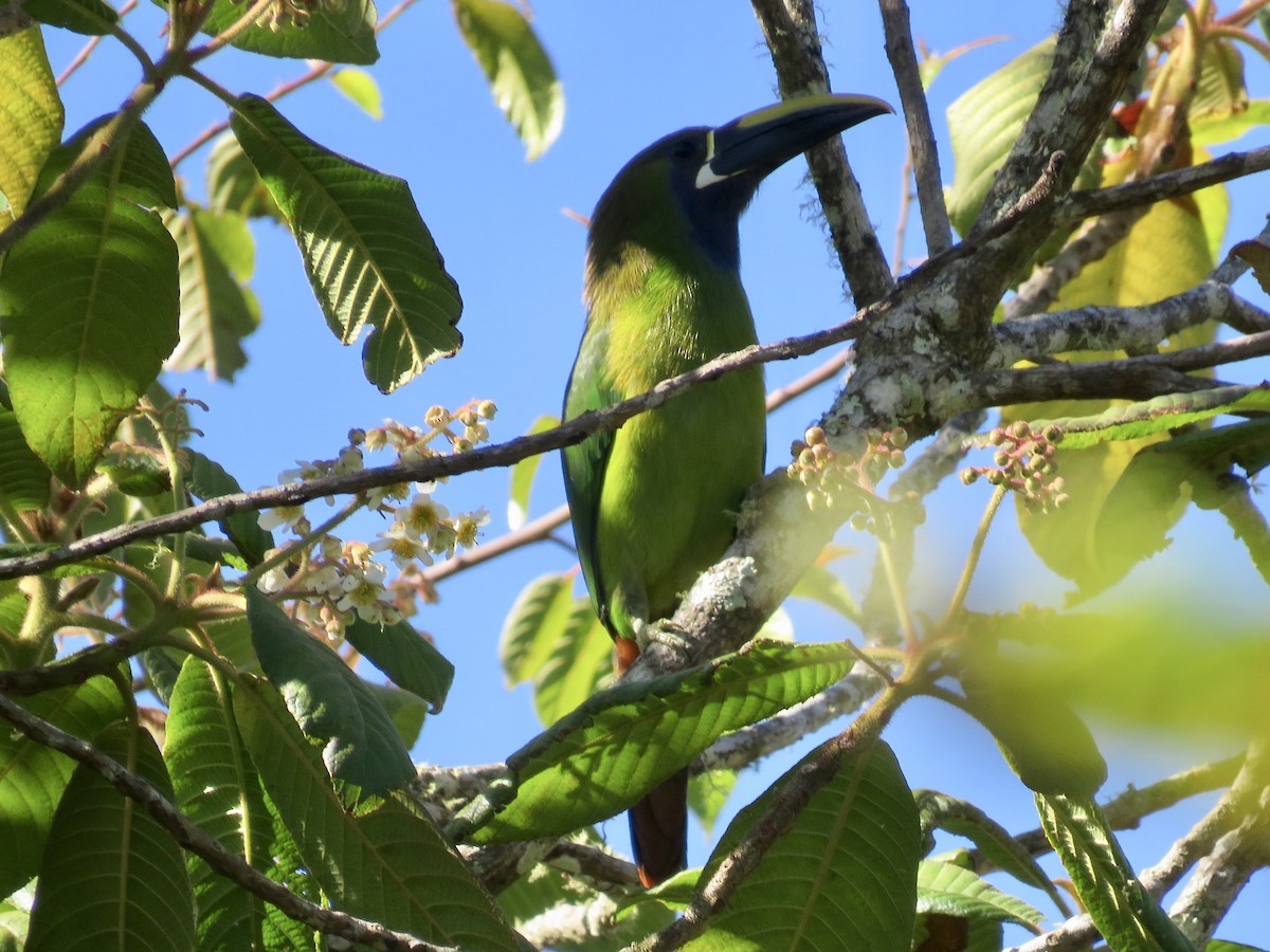 Northern Emerald-Toucanet (Blue-throated) - Simon Pearce