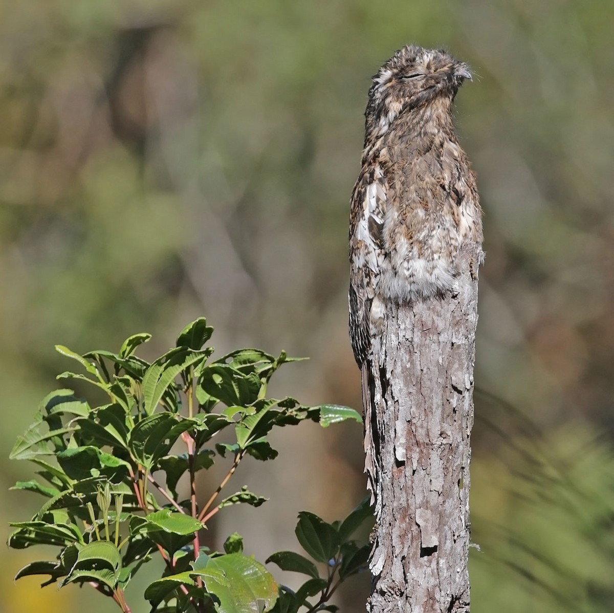 Andean Potoo - ML616362415