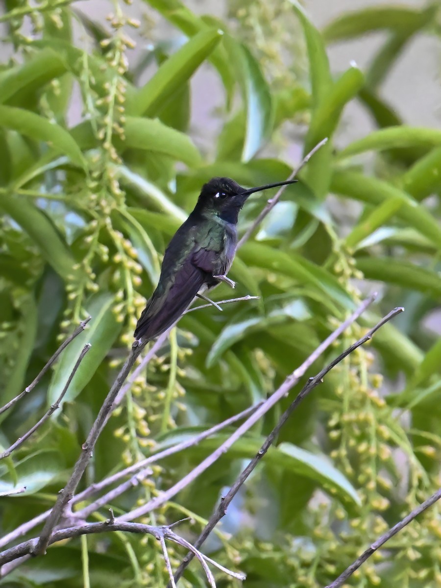 Talamanca Hummingbird - ML616362445