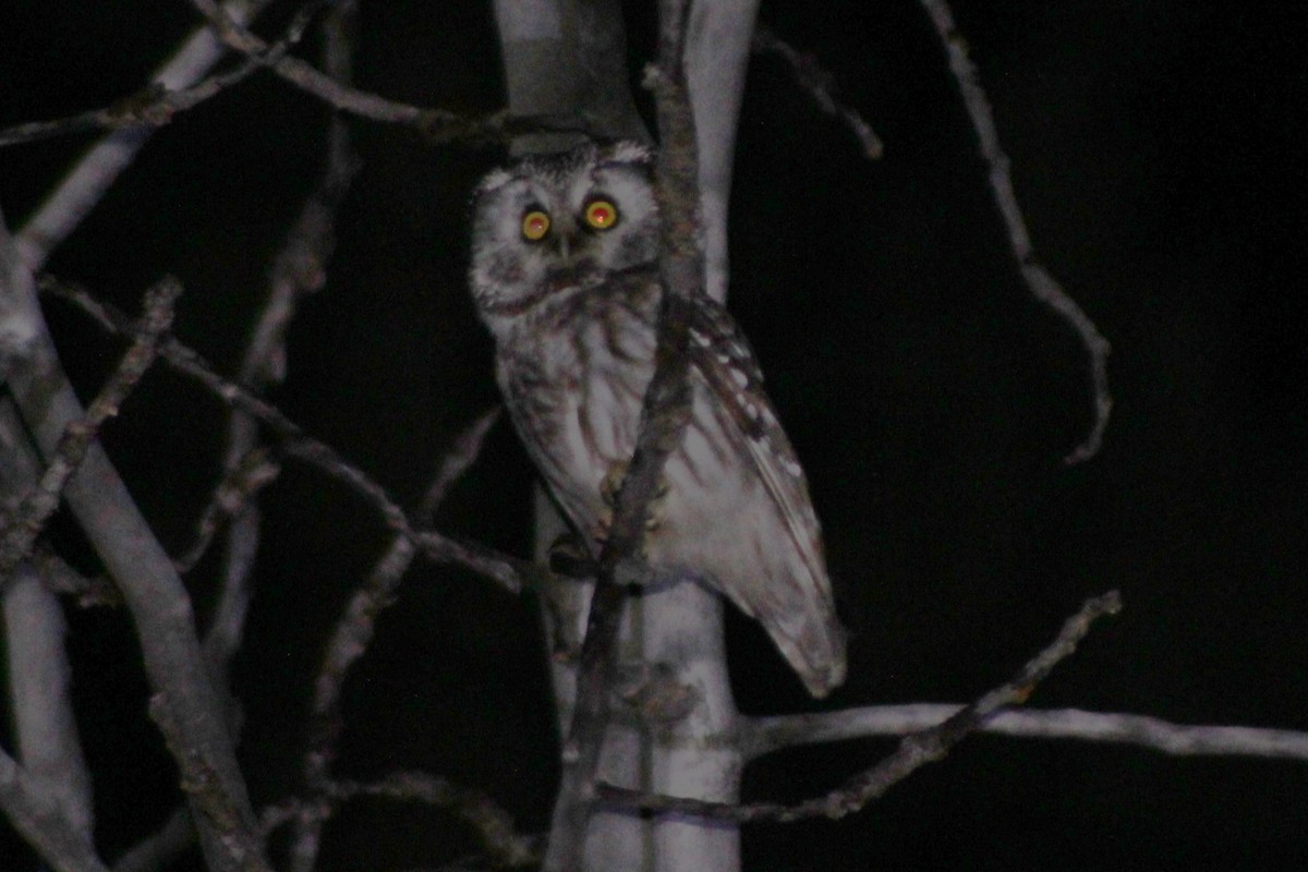 Boreal Owl (Richardson's) - ML616362465