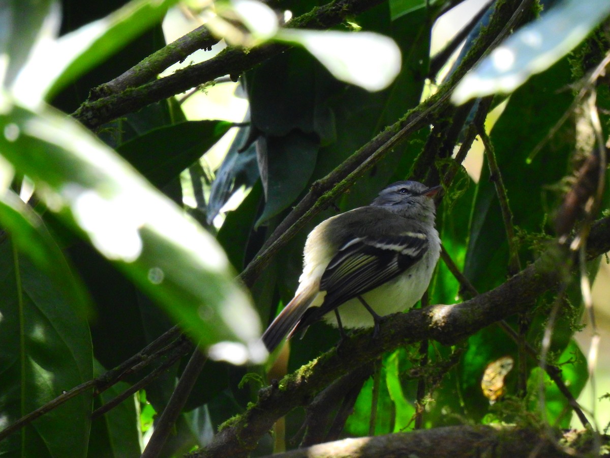 White-tailed Tyrannulet - Edwin Munera