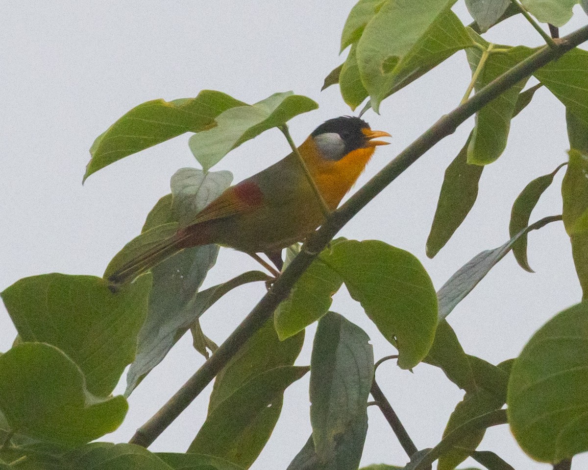 Silver-eared Mesia - Dixie Sommers