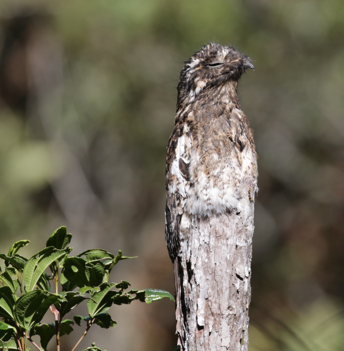 Andean Potoo - ML616362782
