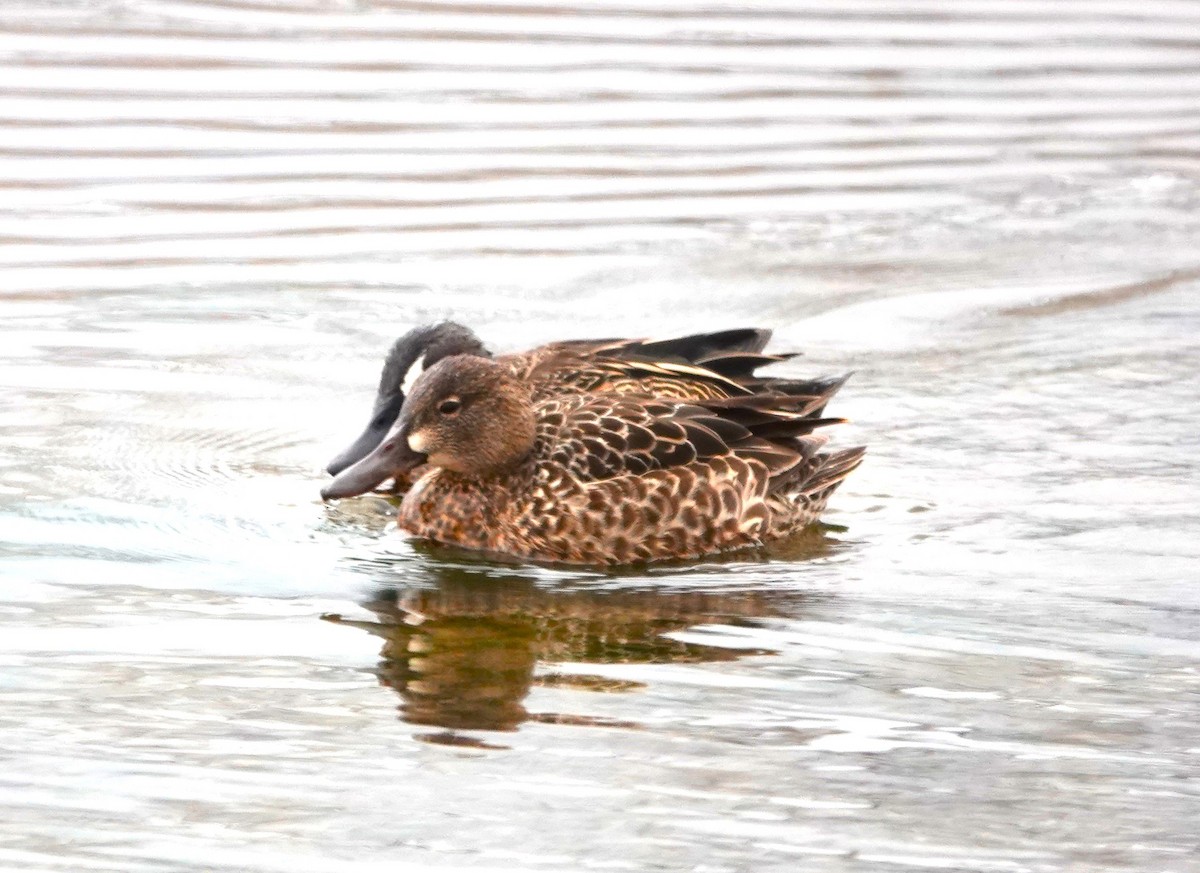 Blue-winged Teal - Jerry McWilliams