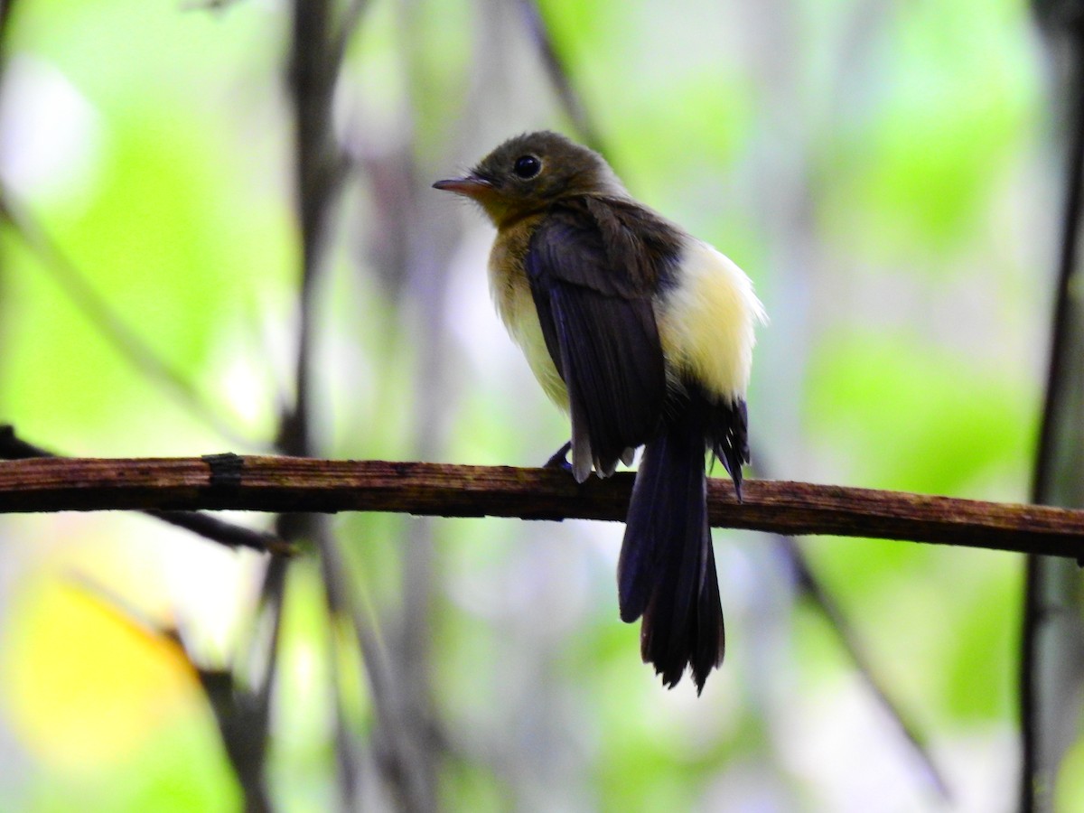 Black-tailed Flycatcher - Edwin Munera