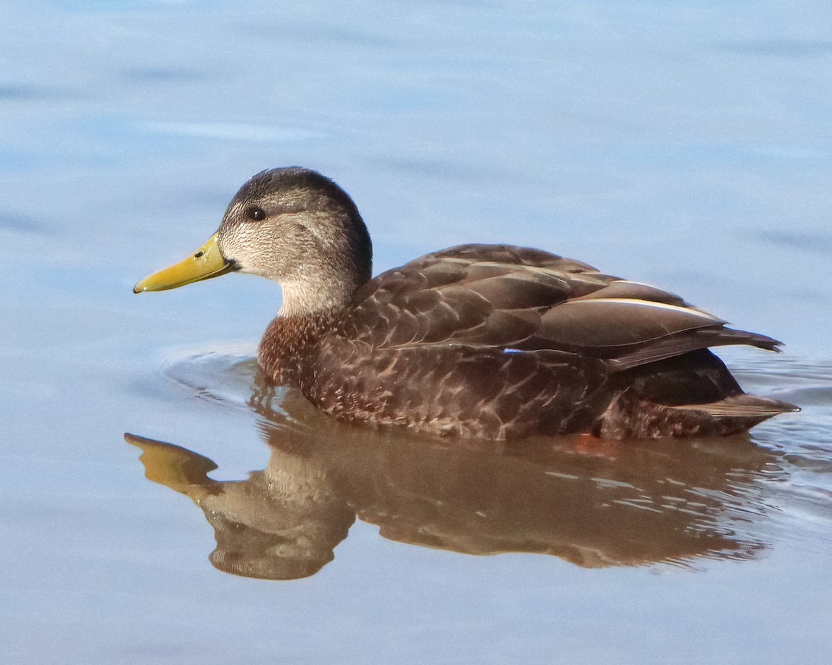 American Black Duck - Mike Smith