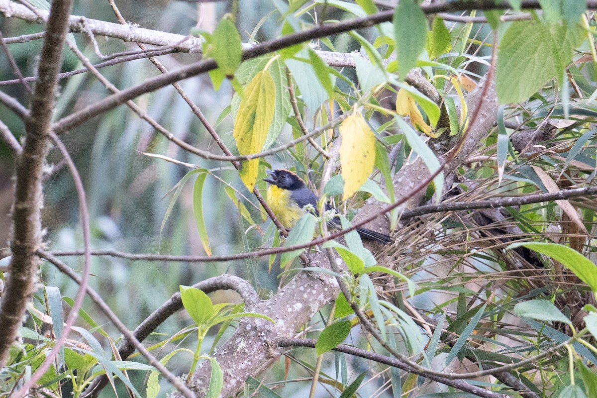 Yellow-breasted Brushfinch (nigrifrons) - ML616362959