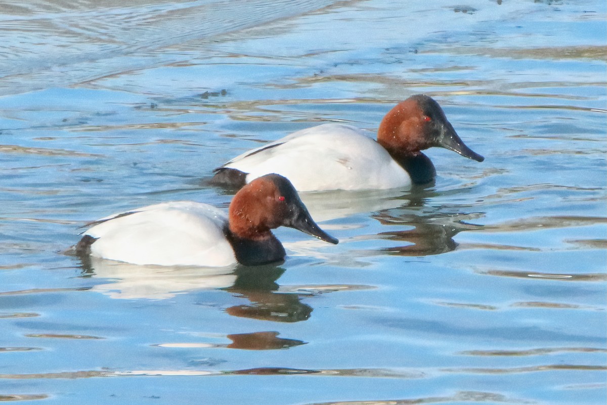 Canvasback - Mike Smith