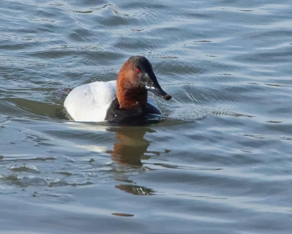 Canvasback - Mike Smith