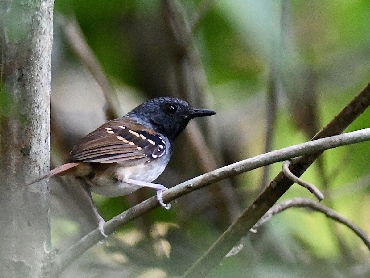 Chestnut-tailed Antbird (pallens) - ML616363080