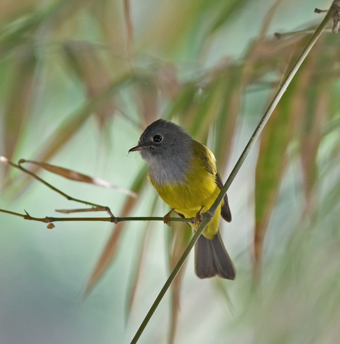 Gray-headed Canary-Flycatcher - ML616363209