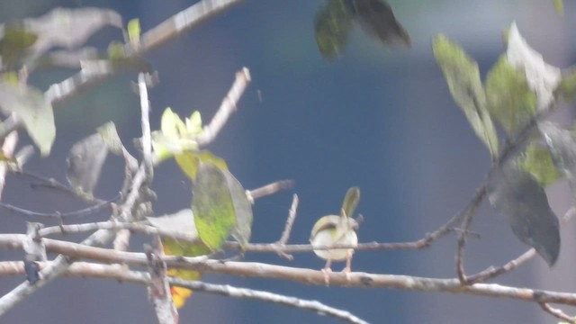 Common Tailorbird - ML616363276