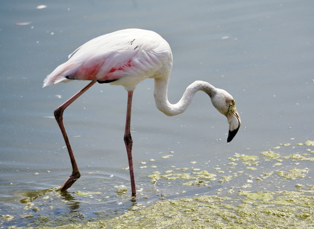 Greater Flamingo - ML616363300