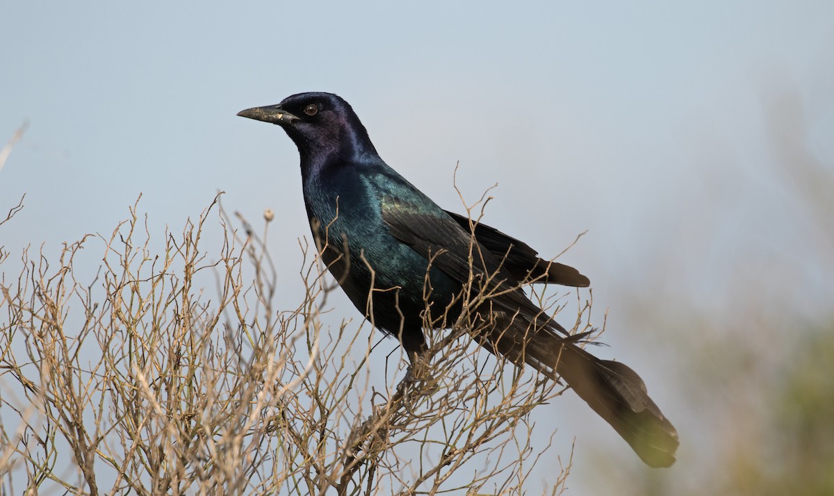 Boat-tailed Grackle - ML616363394