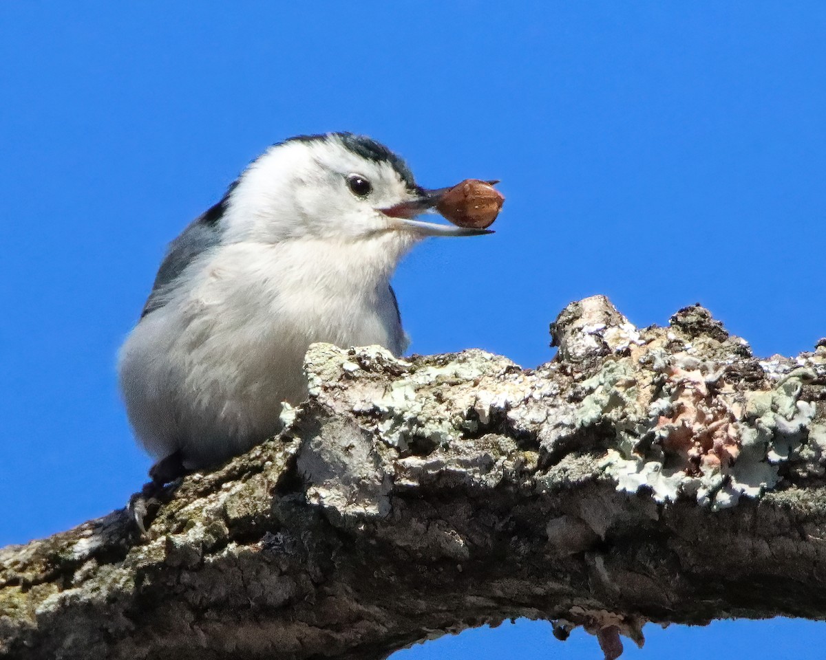 White-breasted Nuthatch - Mike Smith