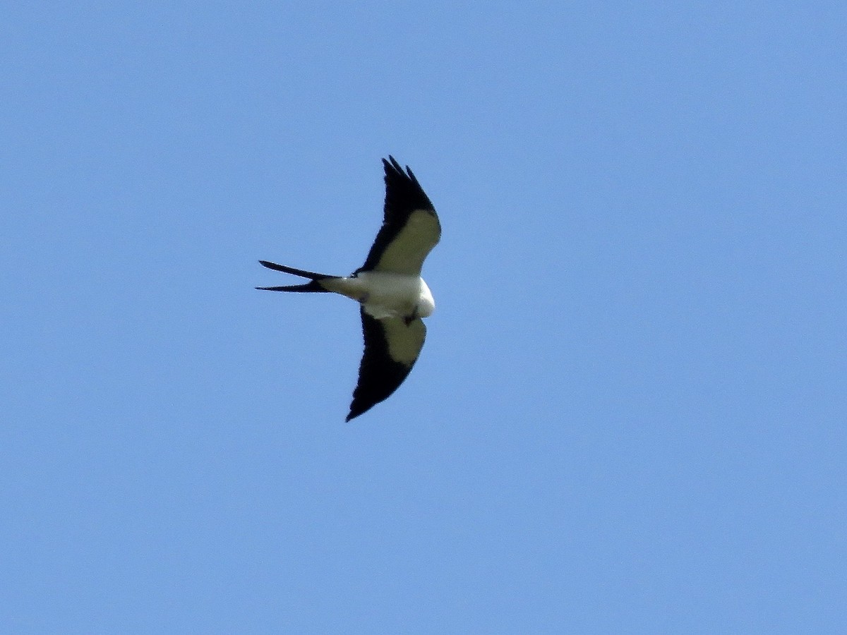 Swallow-tailed Kite - ML616363449