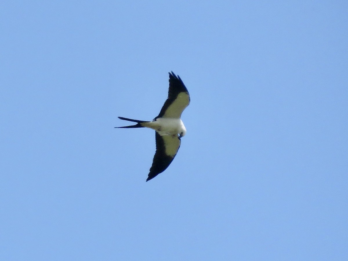 Swallow-tailed Kite - ML616363450
