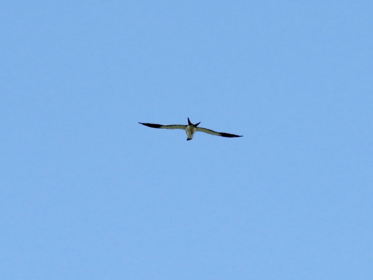 Swallow-tailed Kite - ML616363451