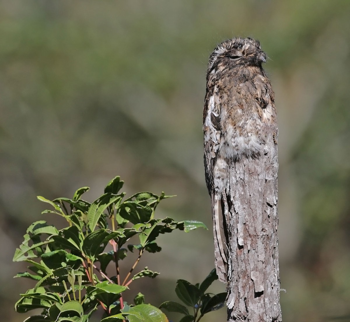 Andean Potoo - ML616363511