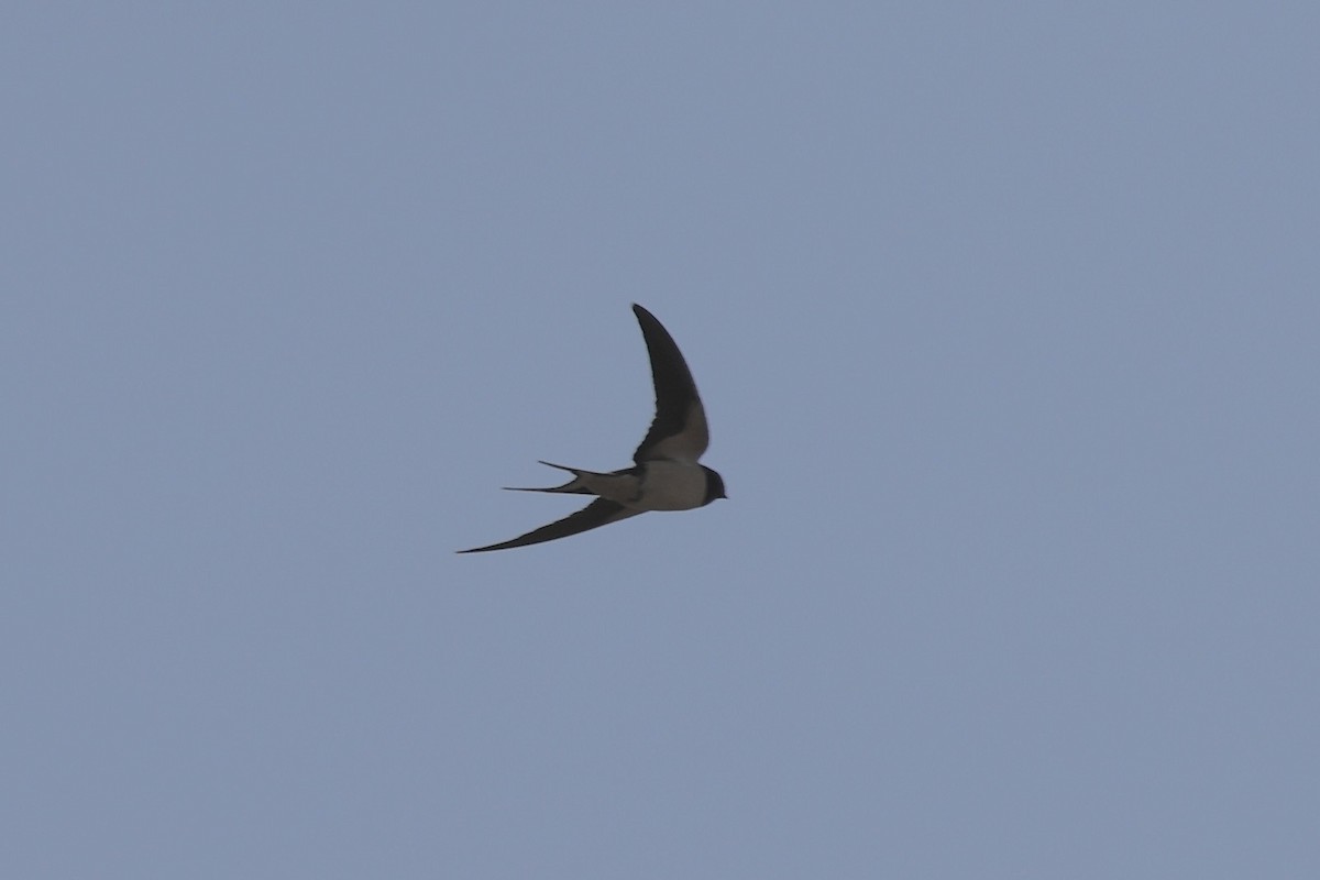 Barn Swallow - ML616363572