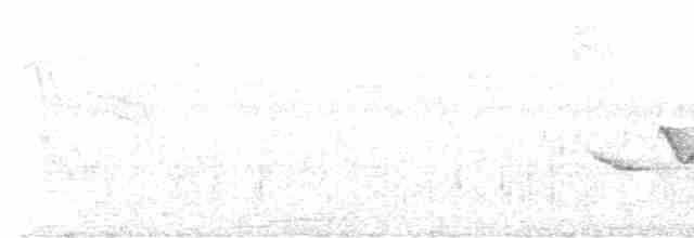 Поплітник плямистоволий (підвид columbianus) - ML616363597