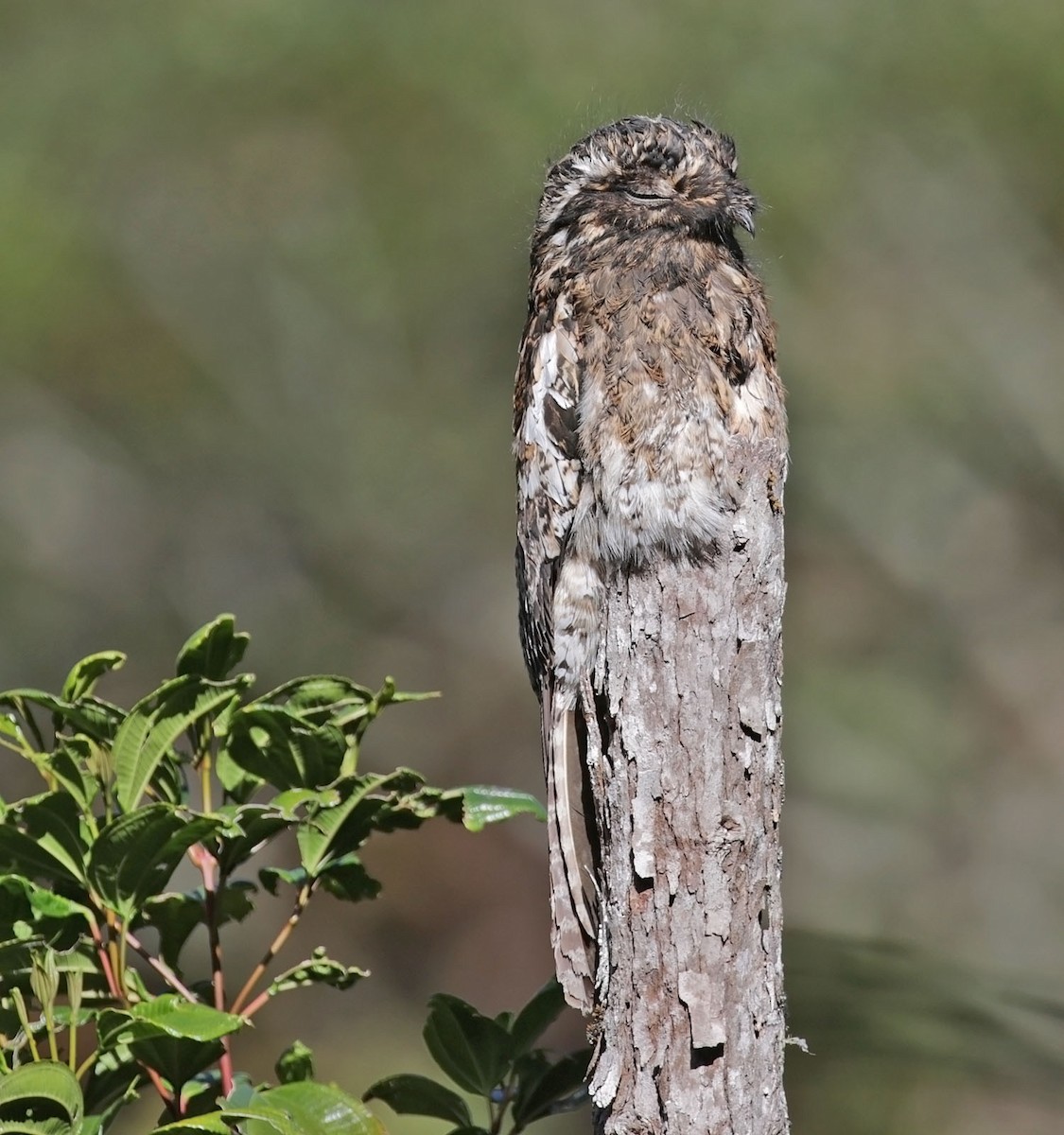 Andean Potoo - ML616363674