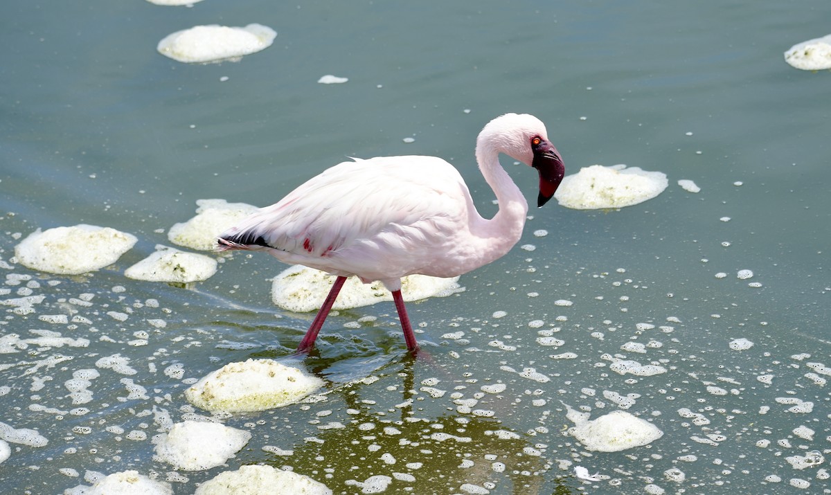 Lesser Flamingo - ML616363675