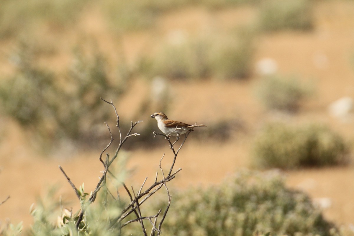 Great Rufous Sparrow - ML616363700