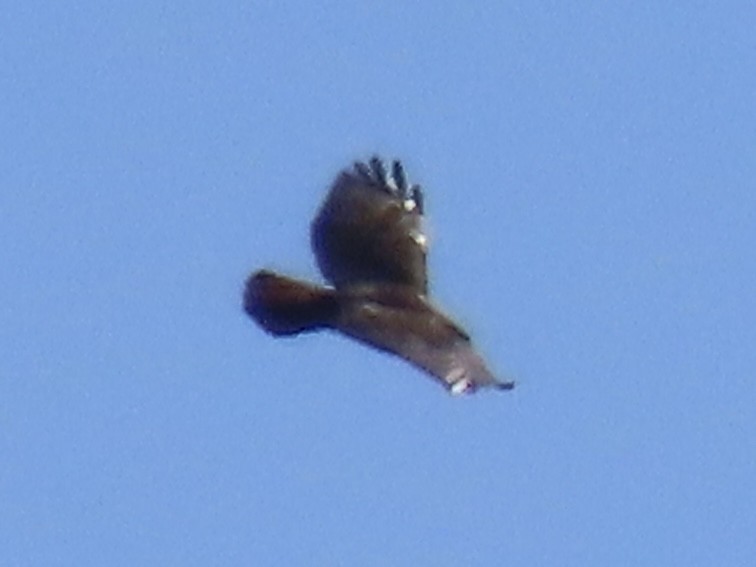 Red-tailed Hawk (abieticola) - ML616363724