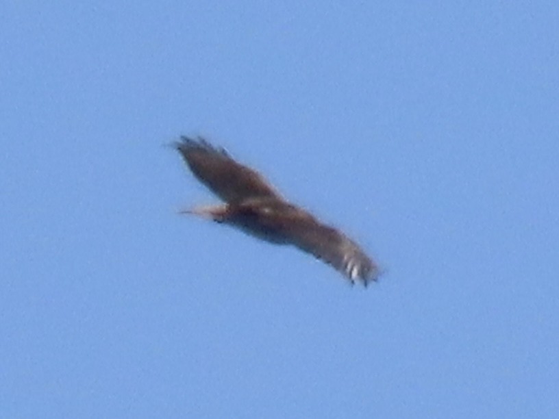 Red-tailed Hawk (abieticola) - ML616363725