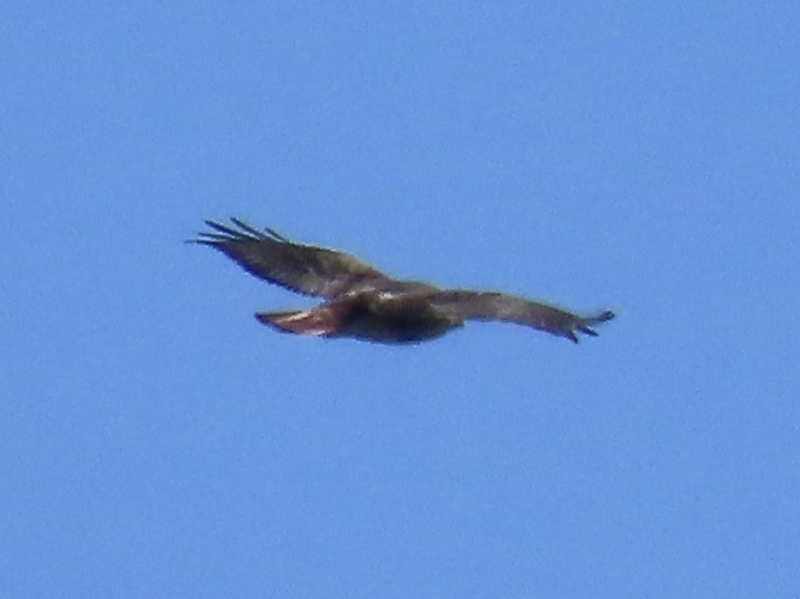 Red-tailed Hawk (abieticola) - Port of Baltimore
