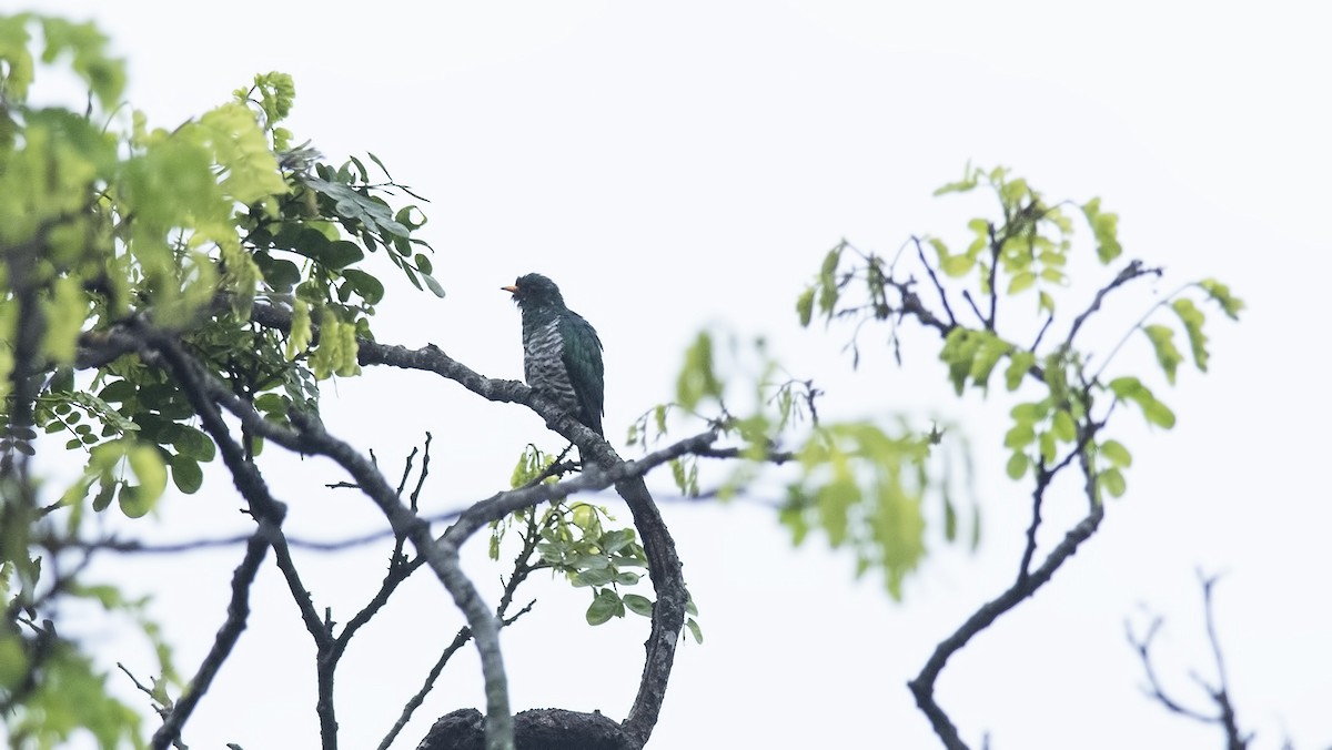 Asian Emerald Cuckoo - ML616363823