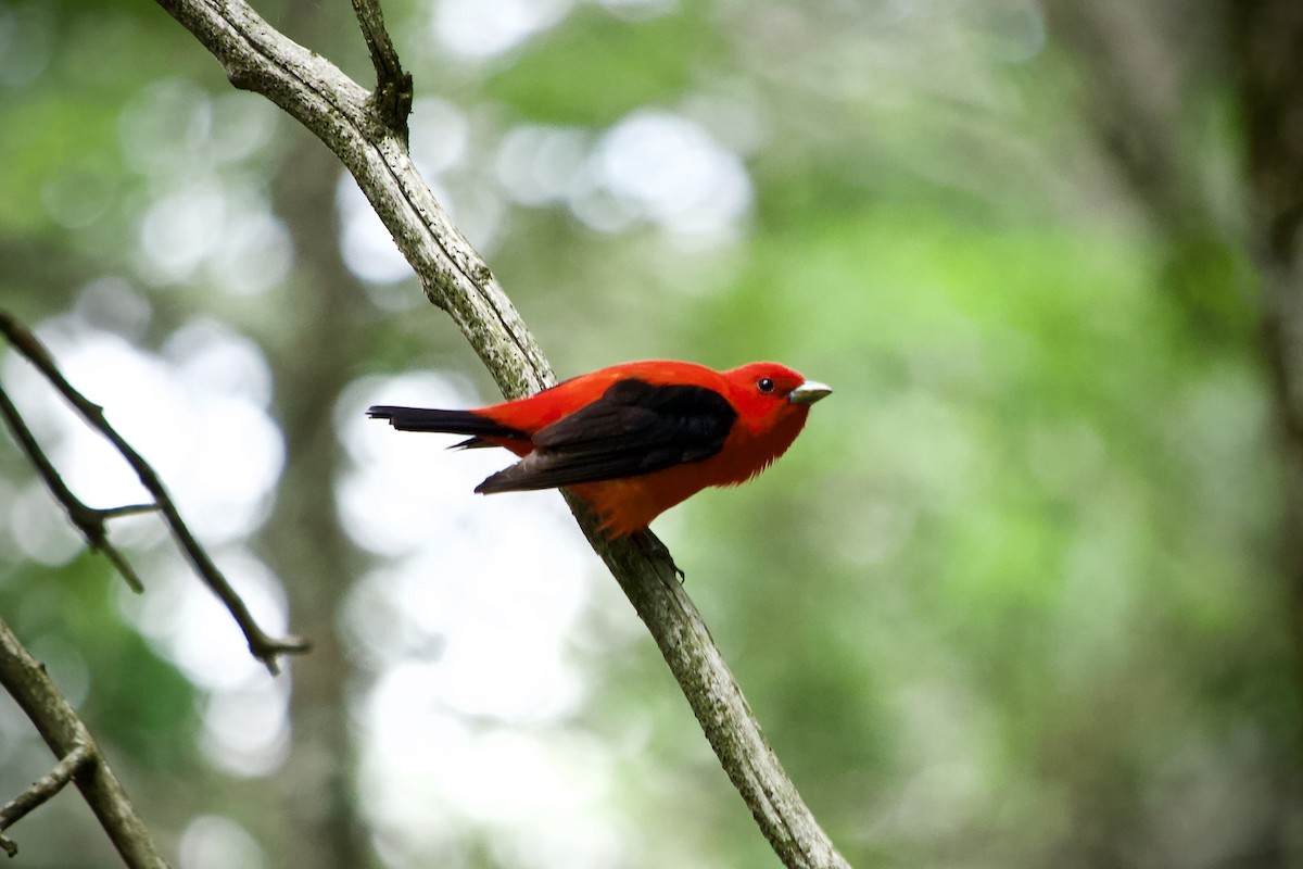 Scarlet Tanager - ML616363902