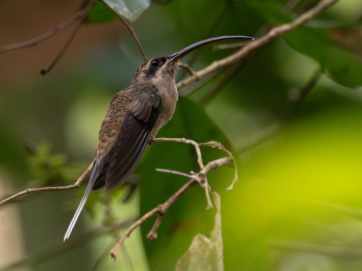 kolibřík dlouhozobý - ML616363940