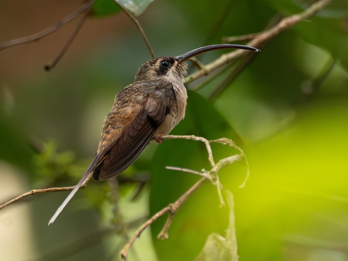 kolibřík dlouhozobý - ML616363942