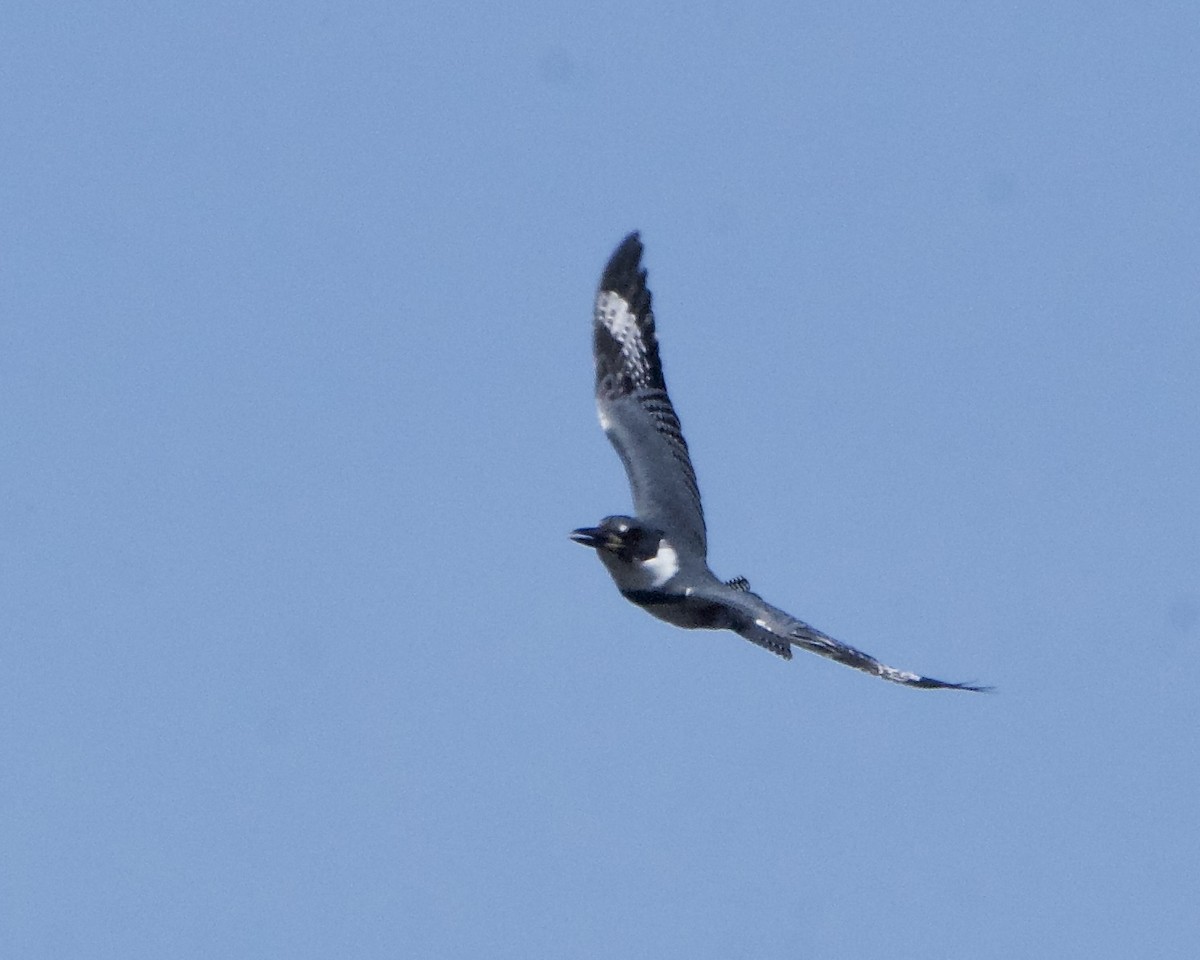 Belted Kingfisher - ML616364190