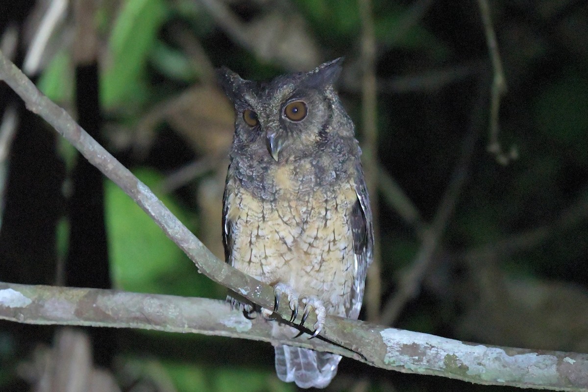 Tawny-bellied Screech-Owl - ML616364334