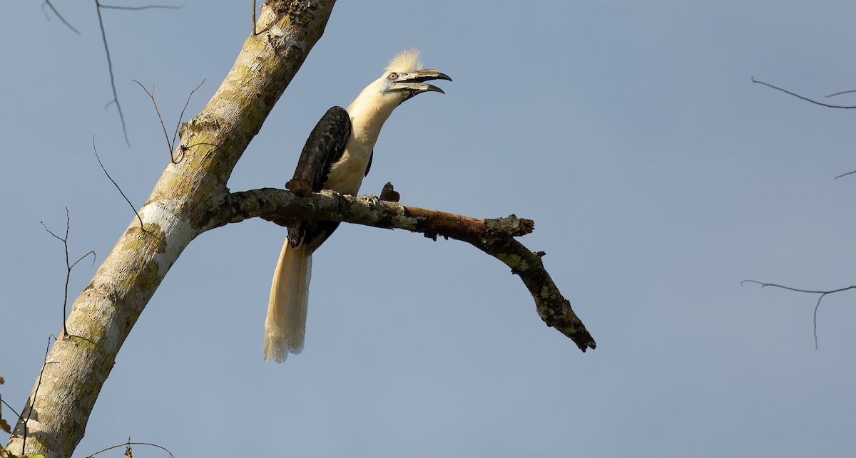 White-crowned Hornbill - ML616364472