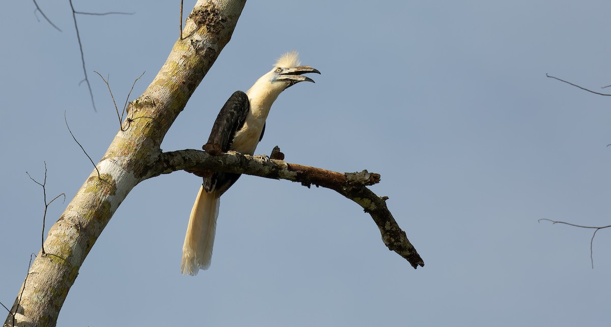 White-crowned Hornbill - ML616364473