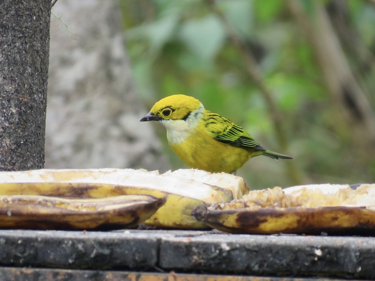 Silver-throated Tanager - ML616364487
