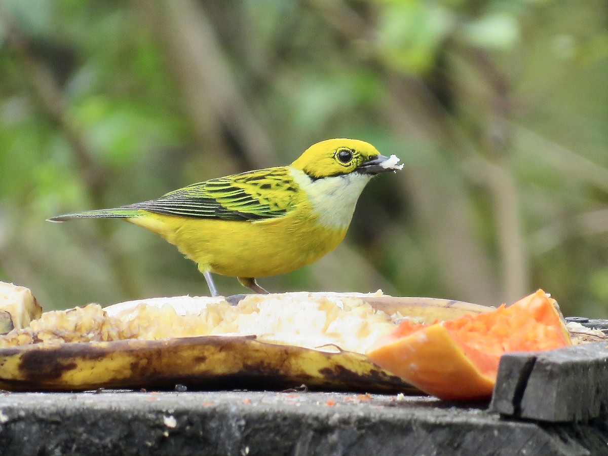 Silver-throated Tanager - ML616364491