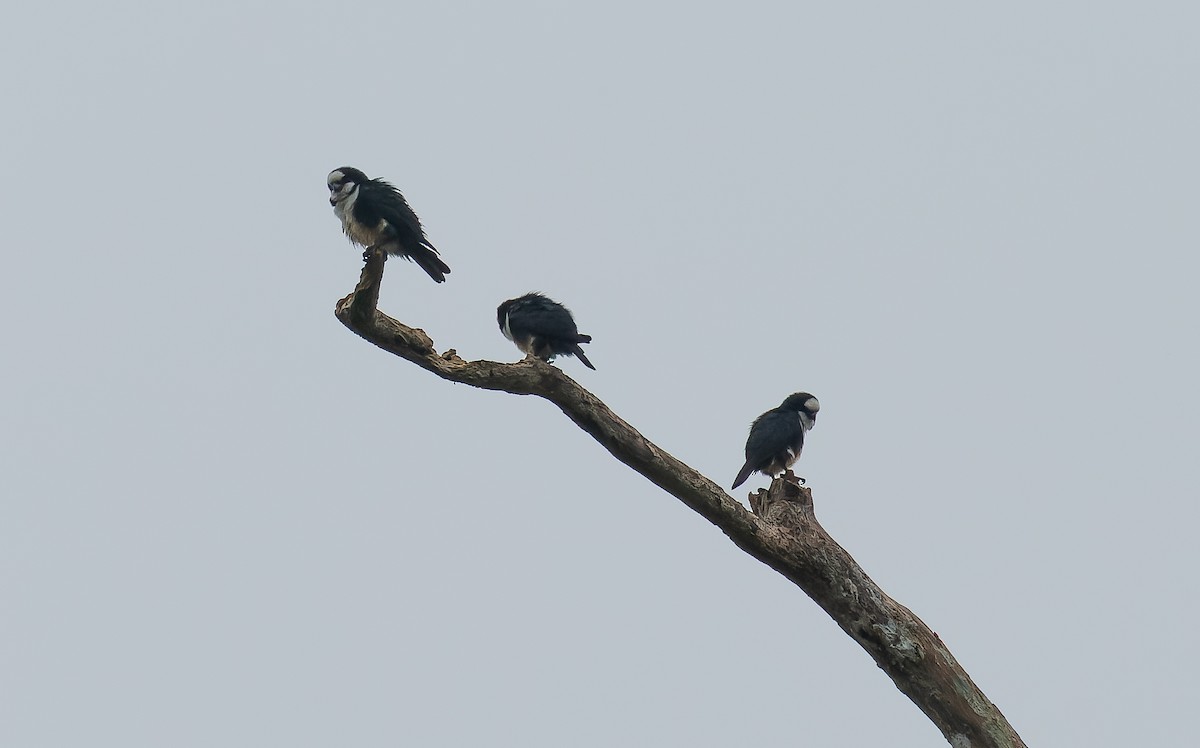 White-fronted Falconet - ML616364495